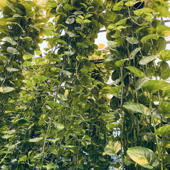 Plant Vault - Wholesale Live Plant - XL Golden Pothos