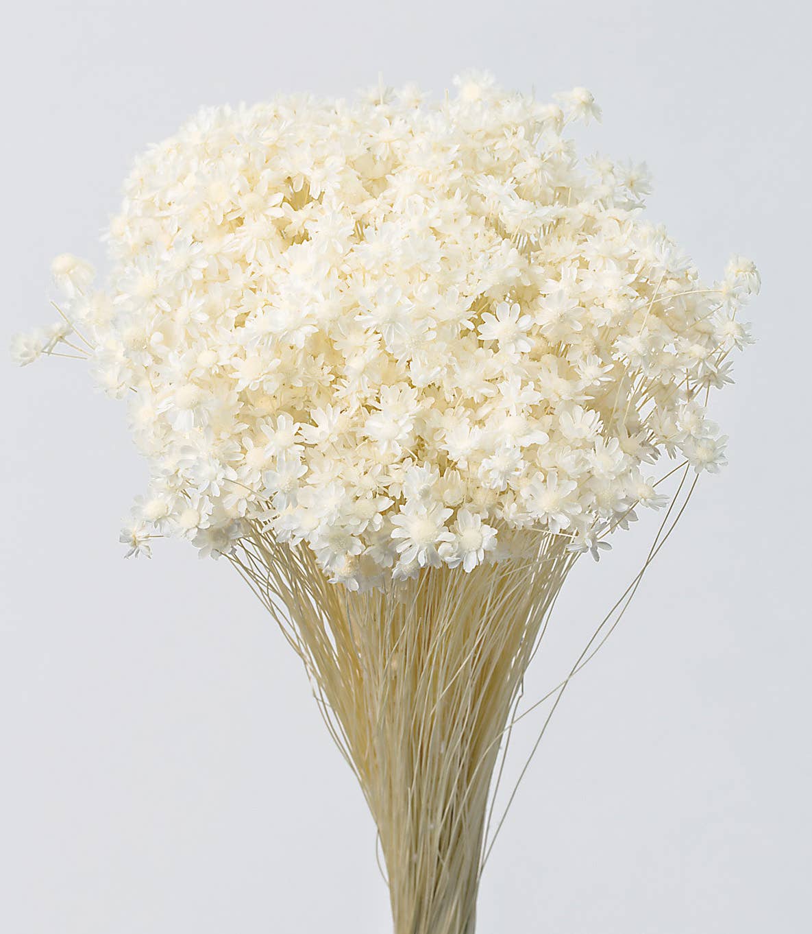 2626 Designs - Wholesale Dried/Pressed Flowers - Dried Preserved Star Flower Mini | Realistic & Lasting Decor4