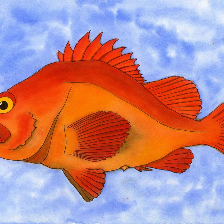 Yelloweye Rockfish for wholesale by Nerka Designs