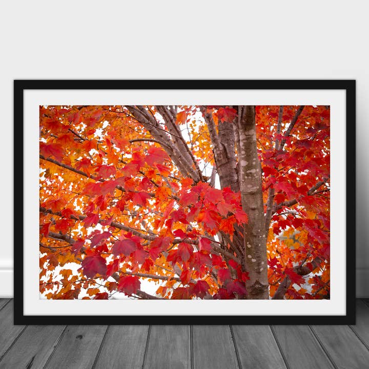Red Maple Tree Photography Print Wall Art for wholesale by Angie Harris Photography