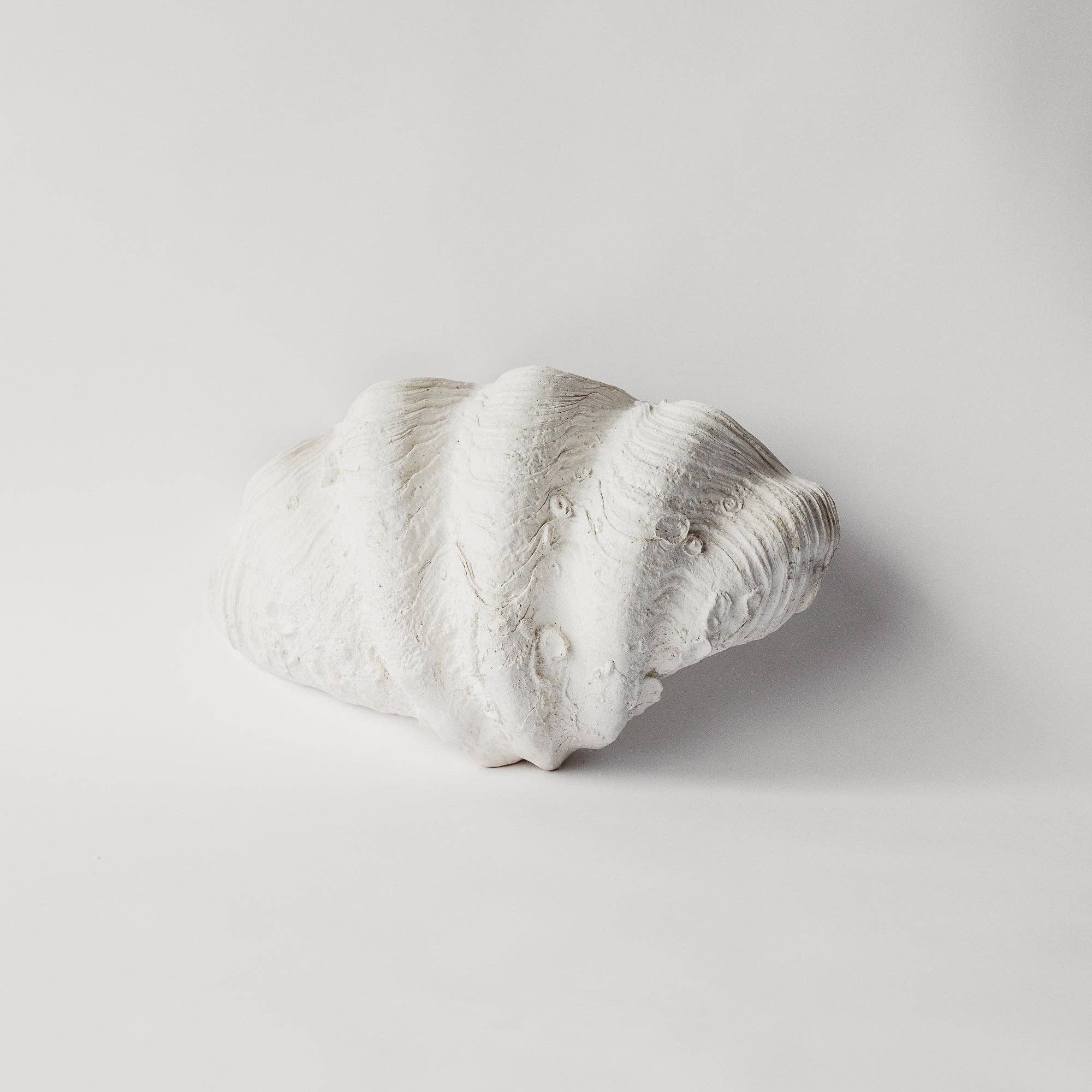 House Parts, Inc. - Wholesale Decorative Tabletop Object - South Pacific Clam Shell7