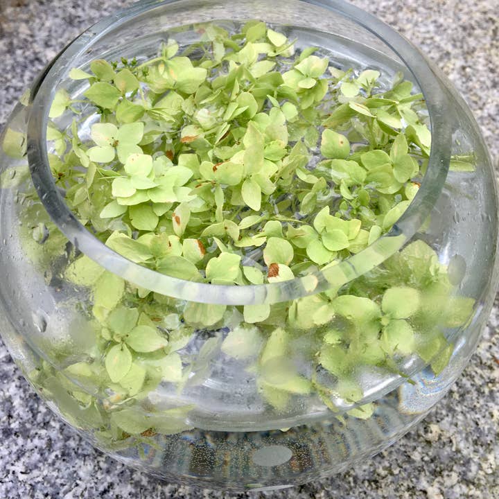 Stenella Farms – Engroshandel Blomsteressens – Ramelight Hortensia Flower Essence2