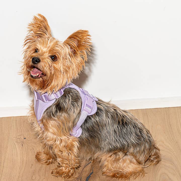 Wild One - Wholesale Pet Harness - Dog - Harness28