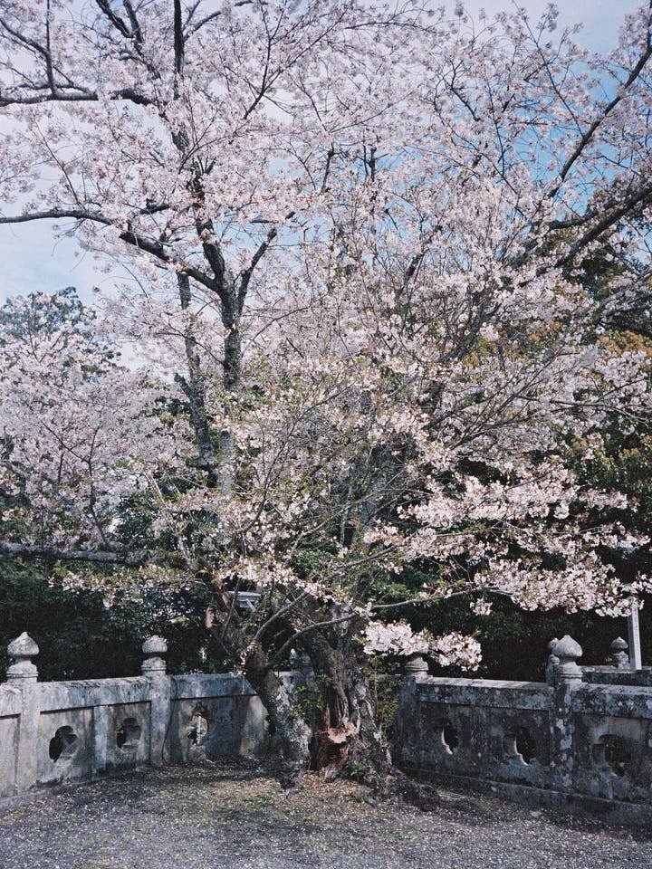 Puzzle Fine Art Cherry Blossom pour la vente par Timeless Goods Store