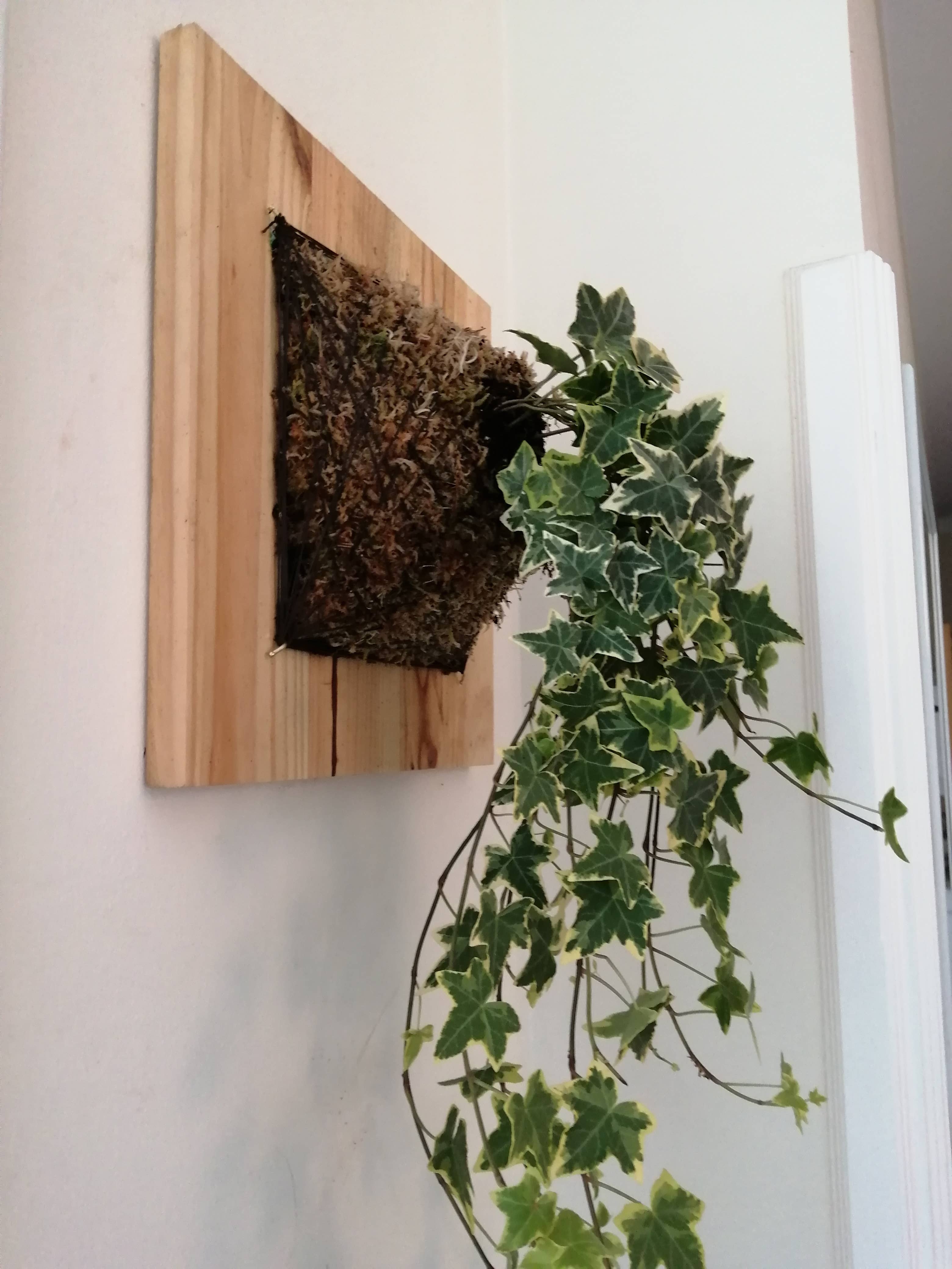 Fios Jardins Suspensos - Wholesale Wall Planter - Living painting with Hedera Helix | Hera1