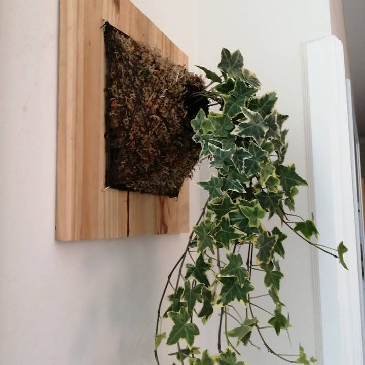 Fios Jardins Suspensos - Wholesale Wall Planter - Living painting with Hedera Helix | Hera1