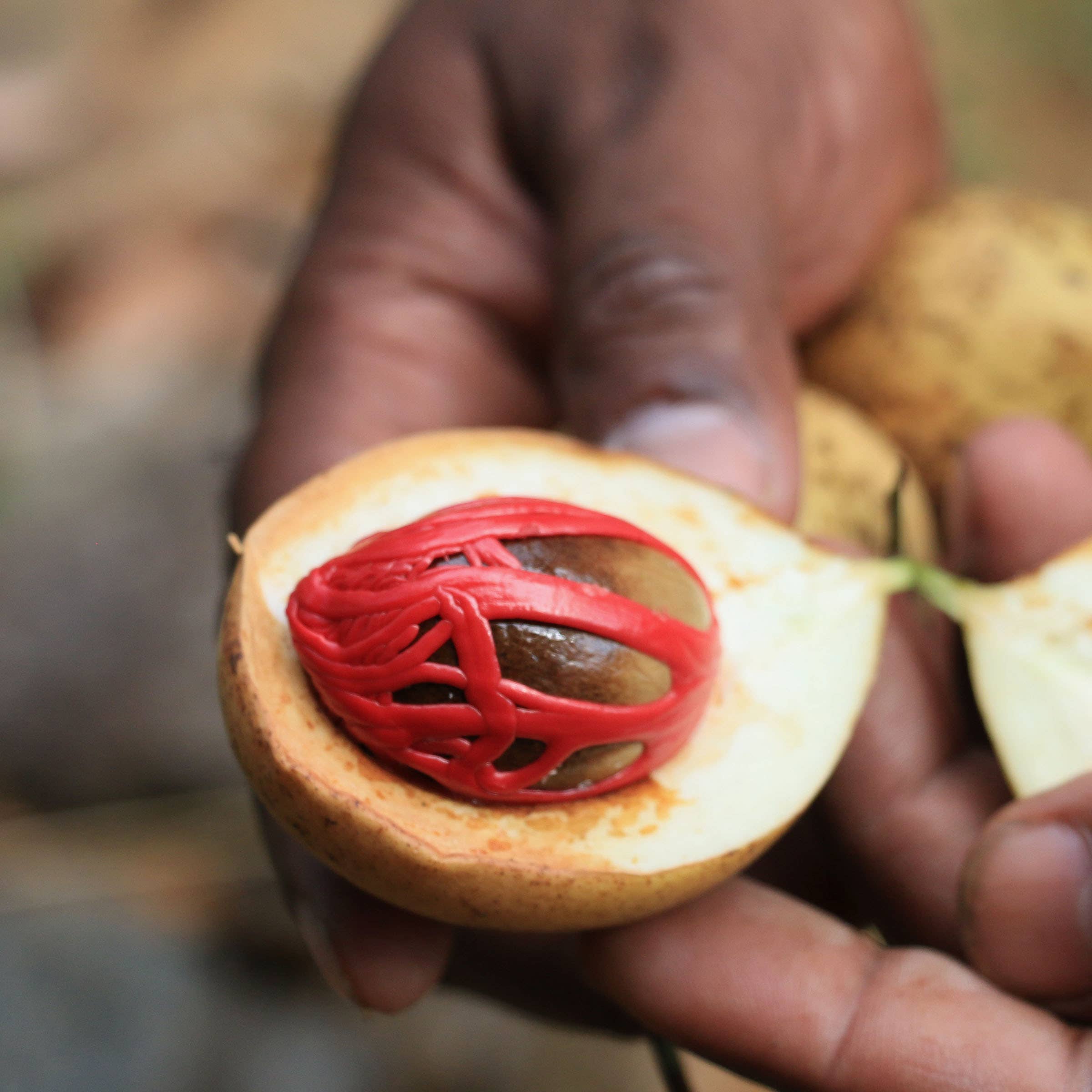 Curio Spice Co - Wholesale Dried Spice - Kandy Spice3