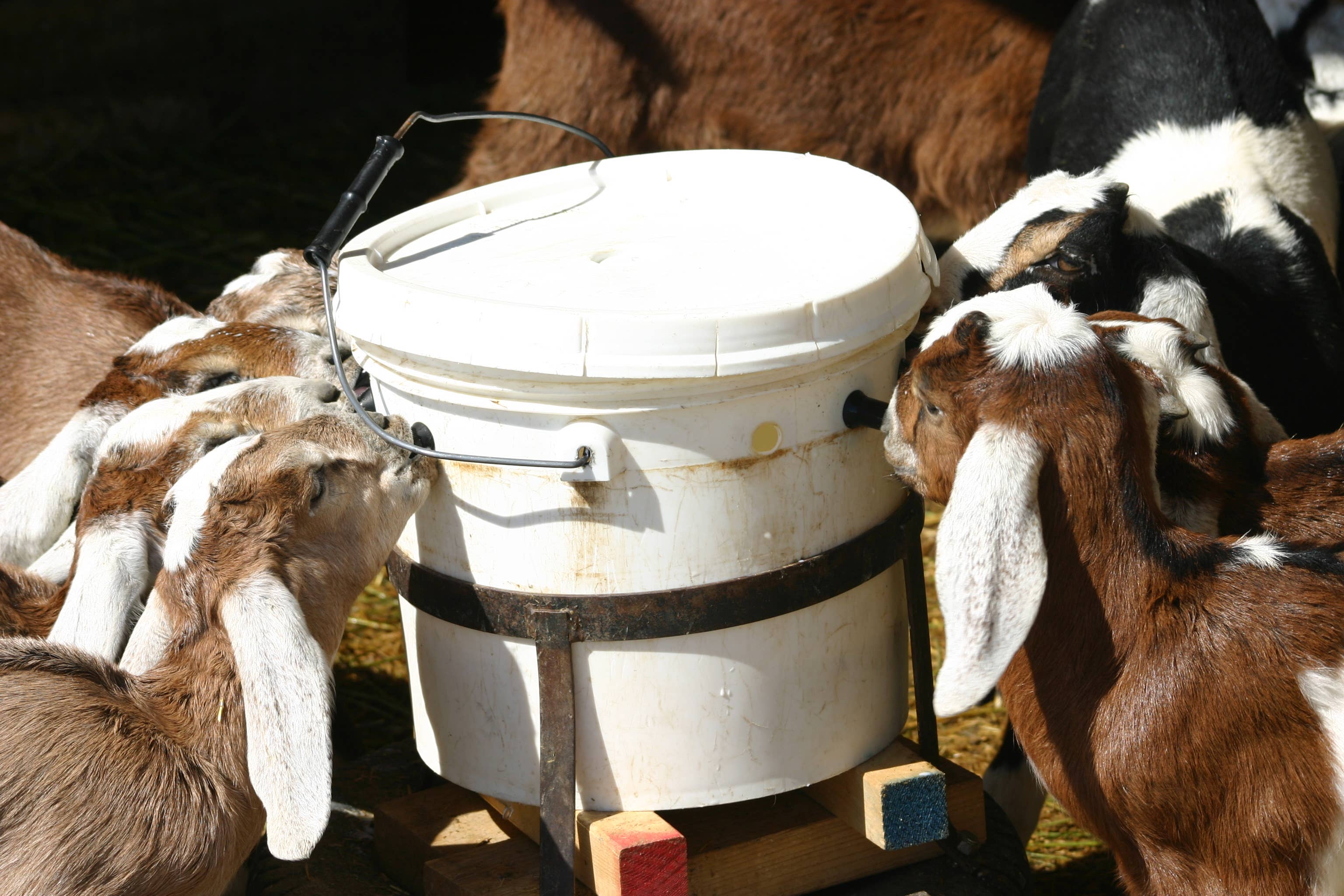 Windrift Hill Goat Milk Skincare - Wholesale Bath Soap Dish - Soap Saver Dish3