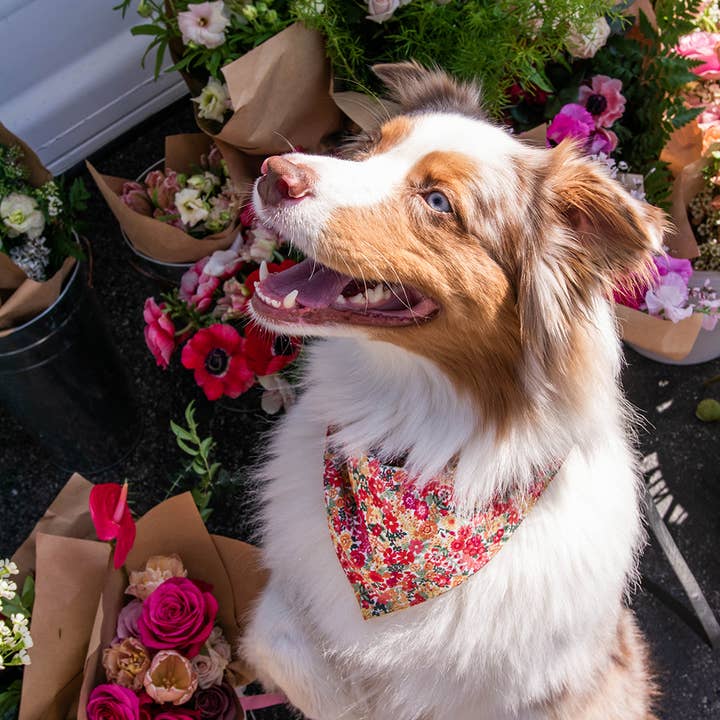 MODERNBEAST – wholesale Pet bandana – Dog – FLORAL BANDANAS (Options Available)8