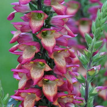 Foxglove Illumination - Fresh Cut Flowers for wholesale by Self-Care Shower