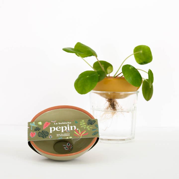 Plantas Bobèche 🌱 - Verde salvia para venta al por mayor de Pepin