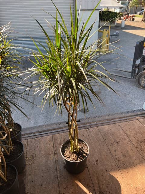 Triad Plants - Wholesale Live Plant - 10" Dracaena Marginata Open Weave Braid0