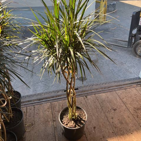 Triad Plants - Wholesale Live Plant - 10" Dracaena Marginata Open Weave Braid0