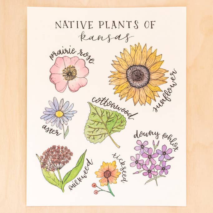 Native Plants of Kansas 8x10 Print for wholesale by Kallos Ink
