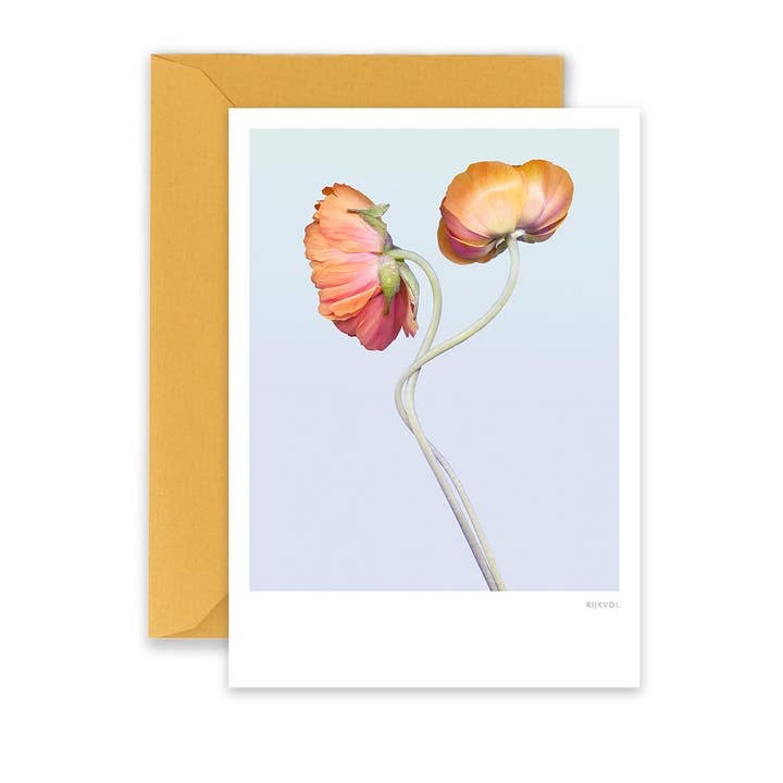 Ranunculus 02 - Cartão comemorativo por atacado de Rijkvol
