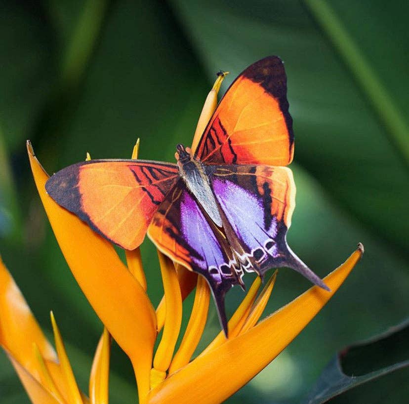 Moth and Myth – Recortes por atacado – Conjunto de borboletas 'Sunrise'6