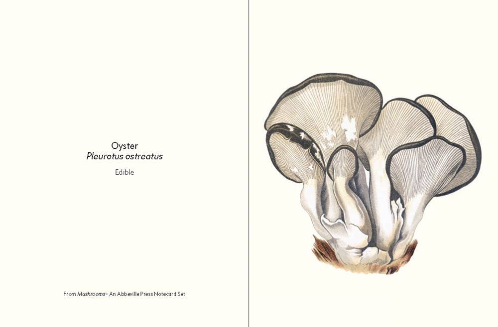 W. W. Norton - Wholesale Nature & Outdoors - Mushrooms3