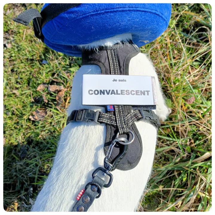 Raspe frente/verso CaniCode® CONVALESCENTE por atacado de AniCode