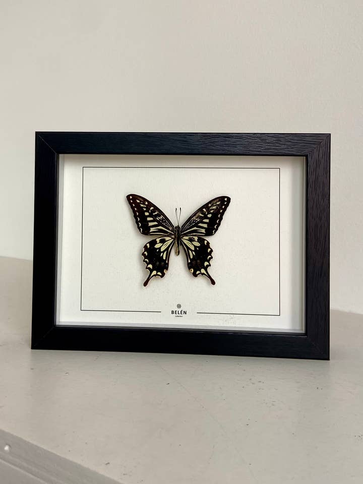 Puno Xuthus fjäril ram för wholesale av Belén Collection