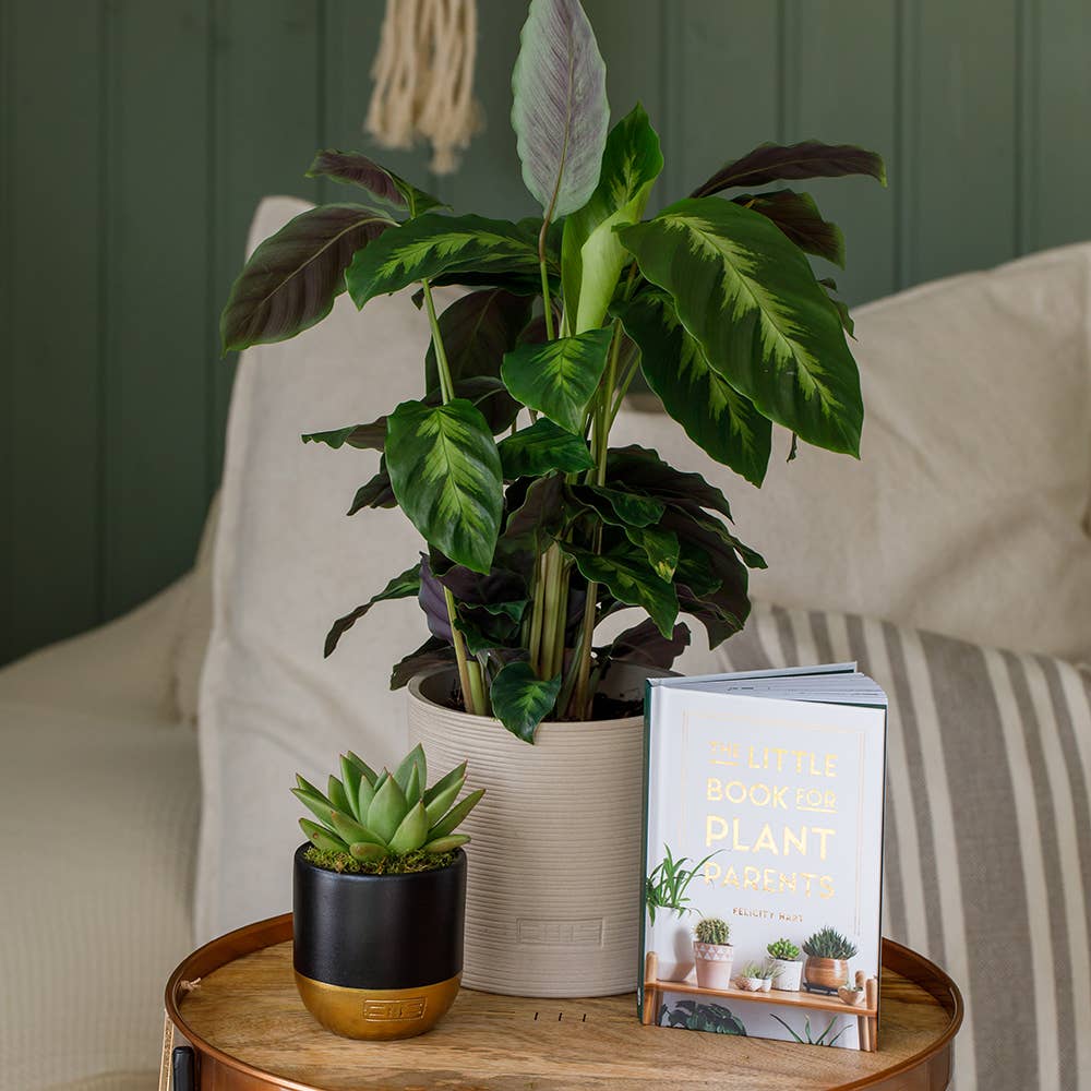 The Little Botanical – wholesale Live plant – Calathea Mix16