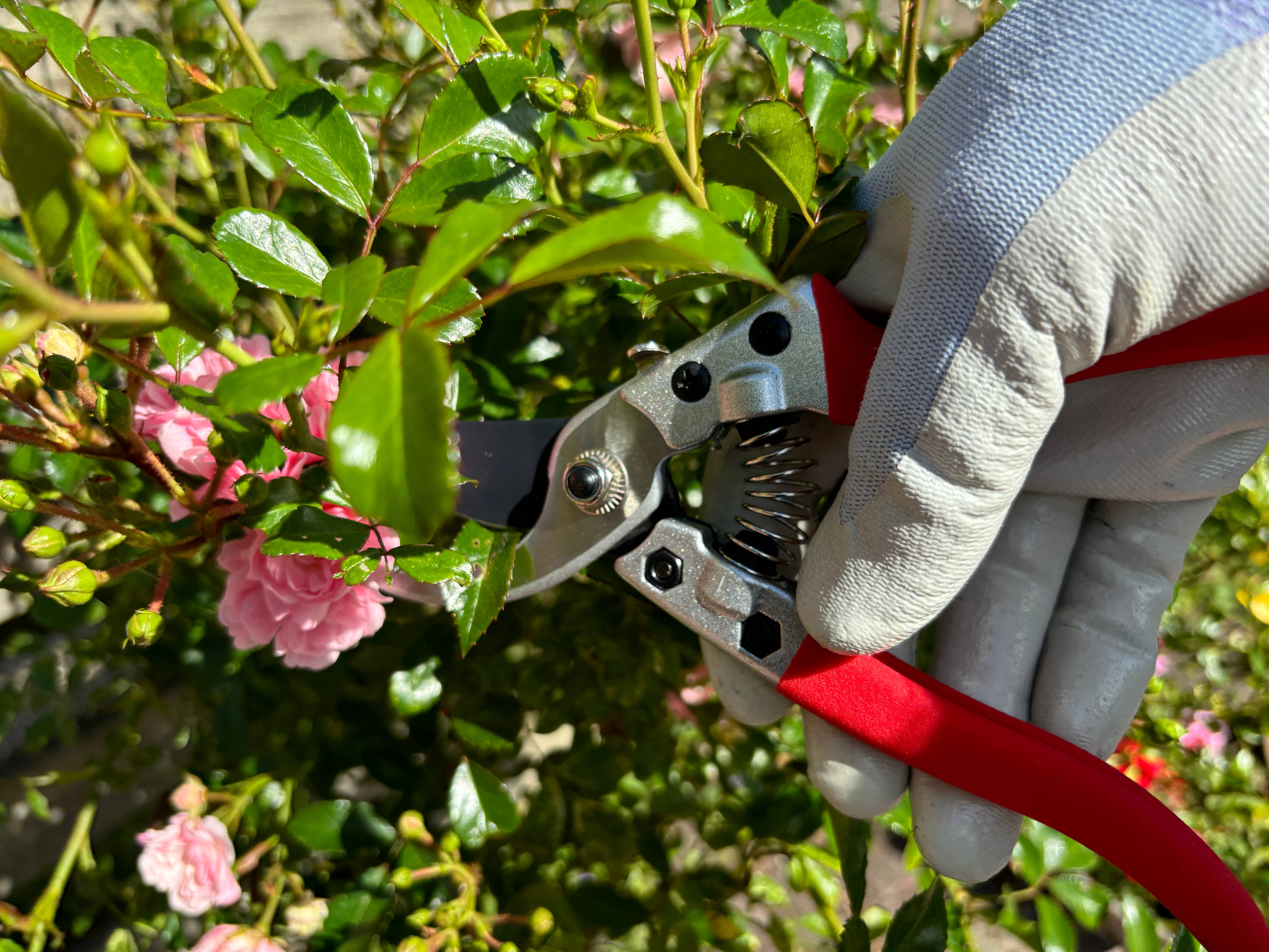 Gärtnertraum – wholesale Trädgårdsverktyg – Grensax - Sekatör18