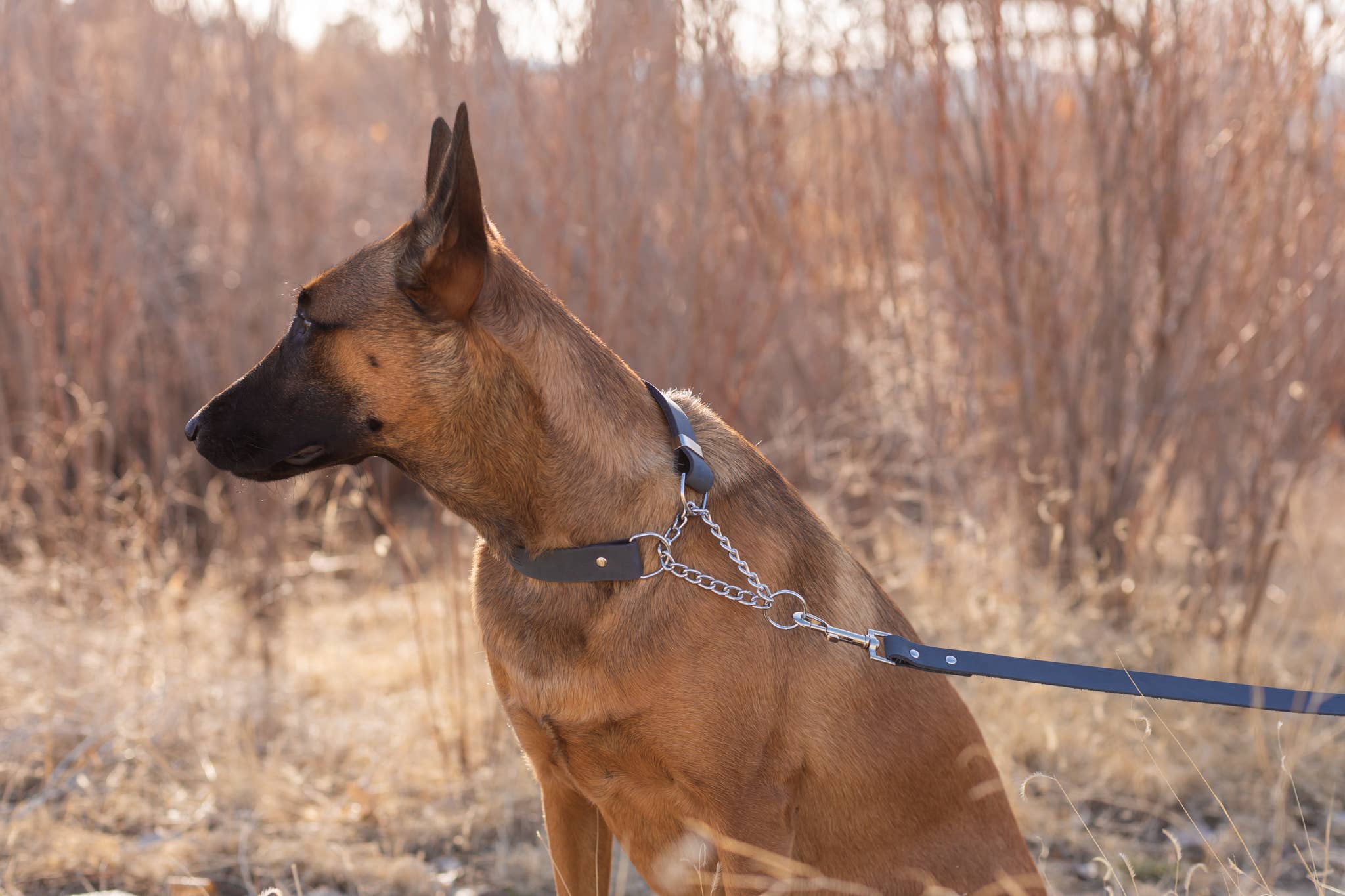 Euro-Dog Collars and Leads - Wholesale Pet Collar - Dog - Leather Dog Collar Martingale Soft Modern Style8