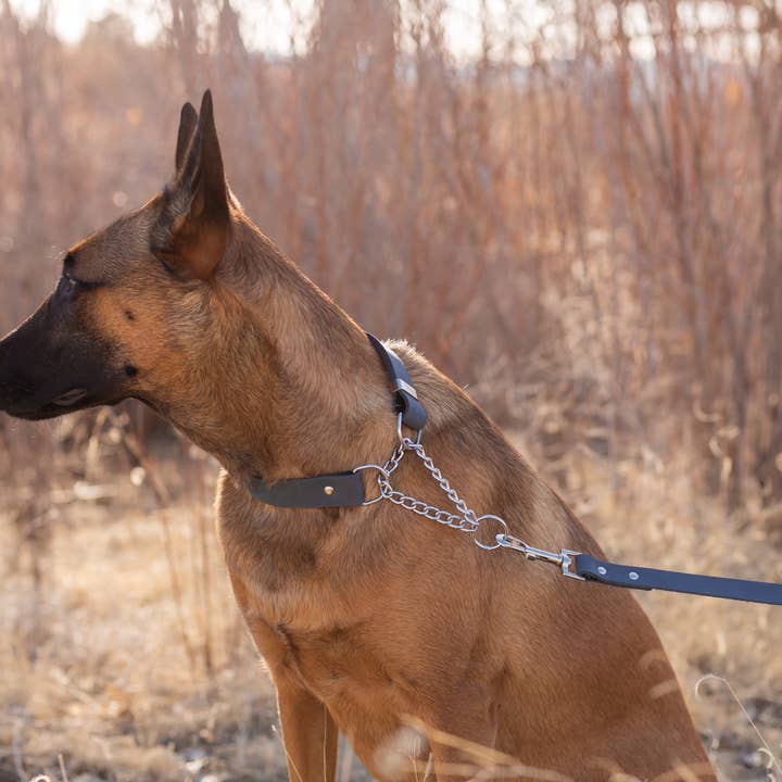 Euro-Dog Collars and Leads - Wholesale Pet Collar - Dog - Leather Dog Collar Martingale Soft Modern Style8