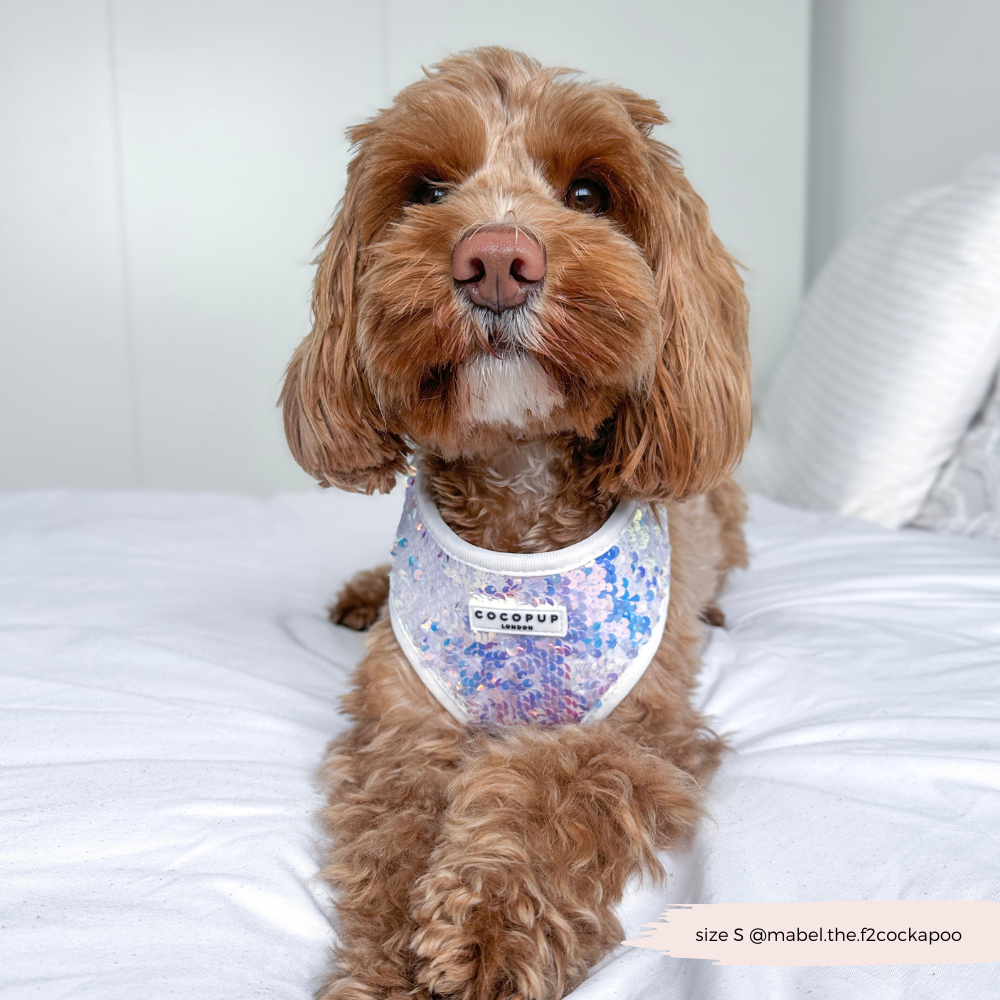 Cocopup London - Vendita all'ingrosso Pettorina - Cani - Imbracatura LUXE Party con Paillettes Olografiche15