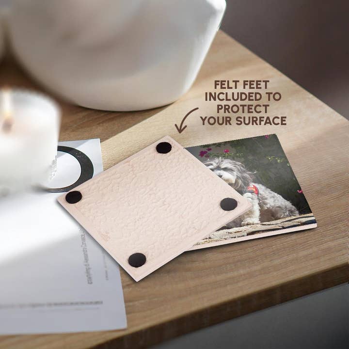 3dRose - Wholesale Coasters - 3dRose, Havanese sitting on wall, PR, Coaster3