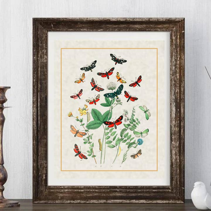 Magnifique Hearts - Wholesale Art Print - Art Prints, Butterflies Vintage Styled Prints, High Quality, Entomological Art, Wall Art, Gift Idea, Home Décor, Rustic Farmhouse, Artistic1