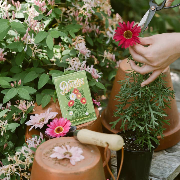 To & From Gift Co. - Wholesale Plant Seeds - Painted Daisies (New Beginnings) - Floriography Seed Packet