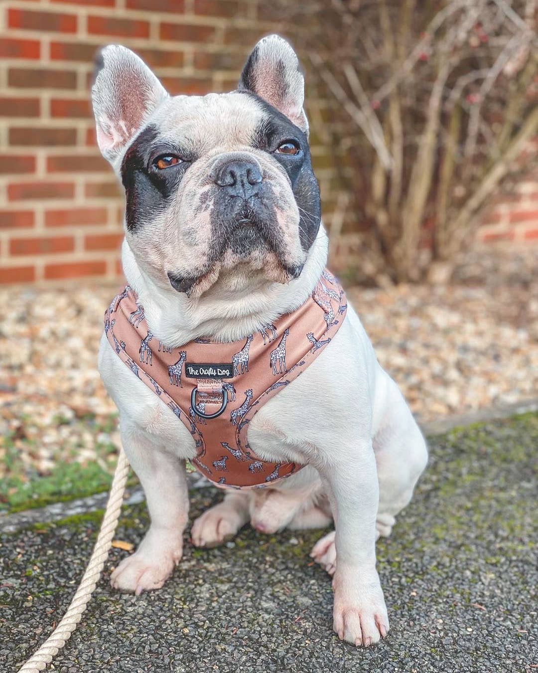 The Crafty Dog Co - Wholesale Tuig voor huisdieren - Hond - Giraffic Park Harnas9