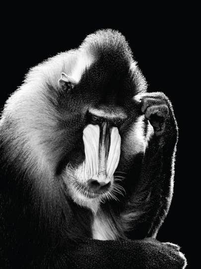 40 X 50 Mandrill Leinwanddruck für den Großhandel von Be my wall