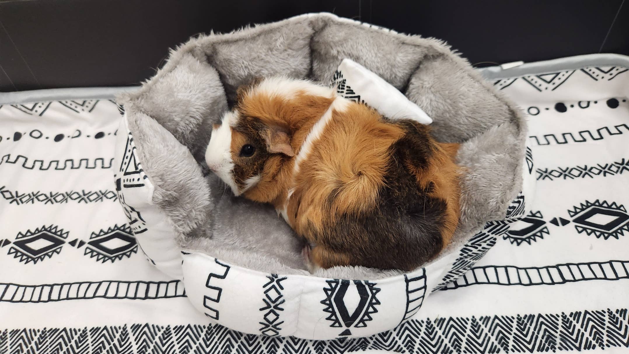 Tater Pets - Vente Lit – chat et chien - Gobelet à câlins pour cobayes1