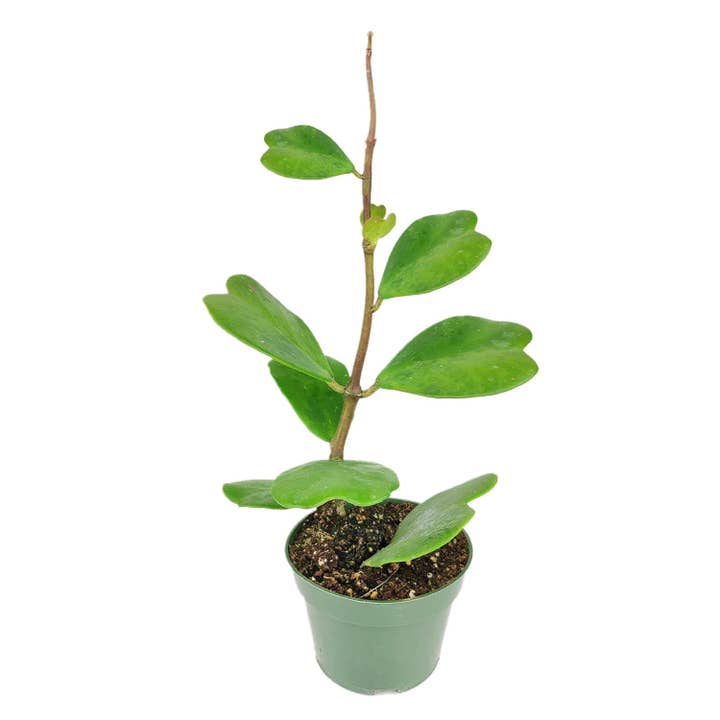 Best Plant Friend - Wholesale Live Plant - Trailing Hoya Kerrii Heart (At least 3+ leaves) - 4/6 inch