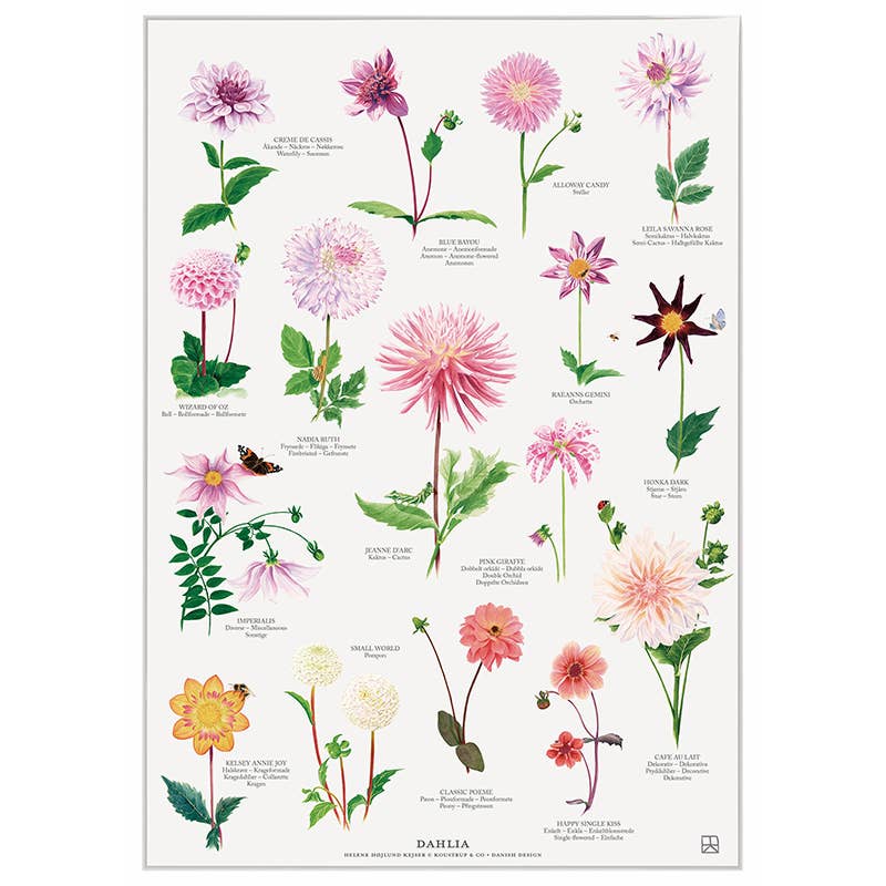 Koustrupco - Wholesale Poster - Poster A4 Dahlia - made in Europe1