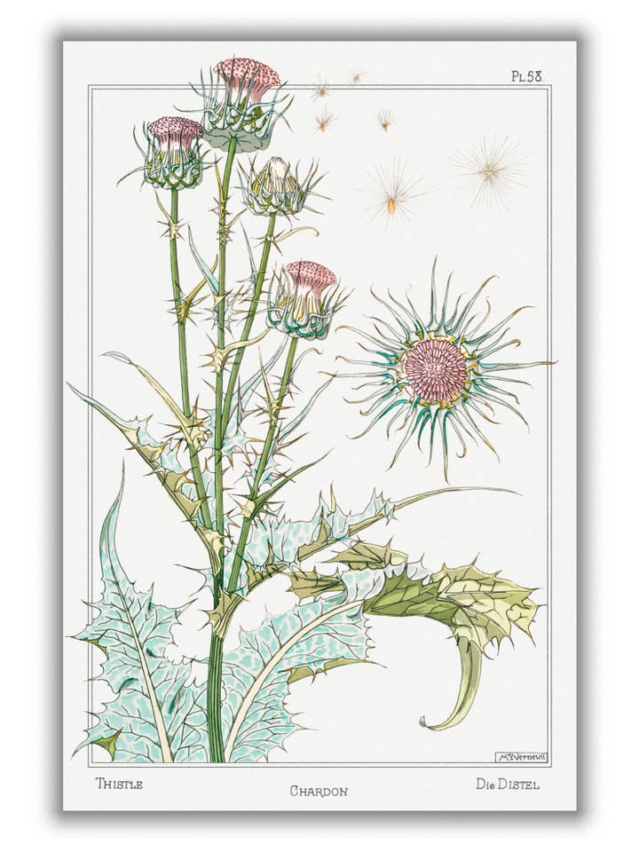 Chardon (cardo) de Maurice Pillard Verneuil para venta al por mayor de Stanley Print House