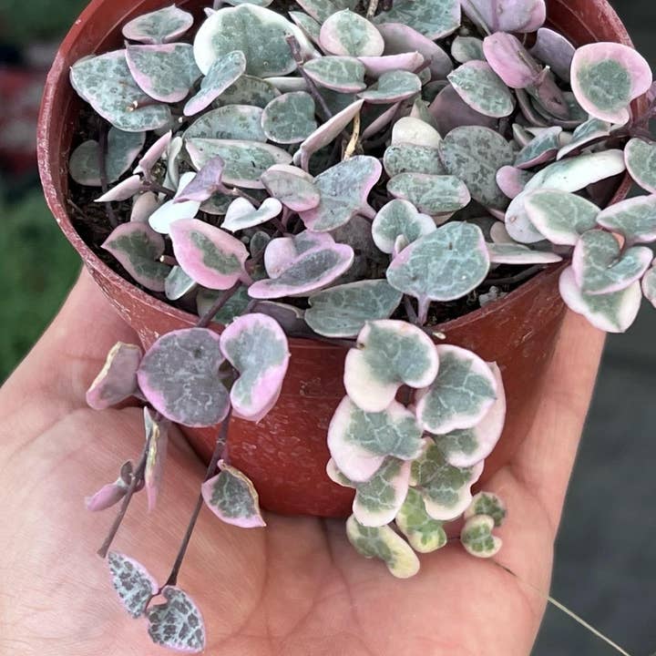 Nanu's Nursery - Wholesale Live Plant - Variegated String of Hearts | Indoor Vining Houseplant | 4"