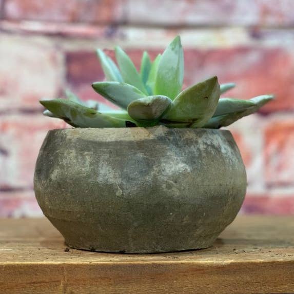 Pacific Home & Garden - Wholesale Plant Pot - Rochester Terra Cotta Pots, Mossed Blackstone, 5" (case 12)0