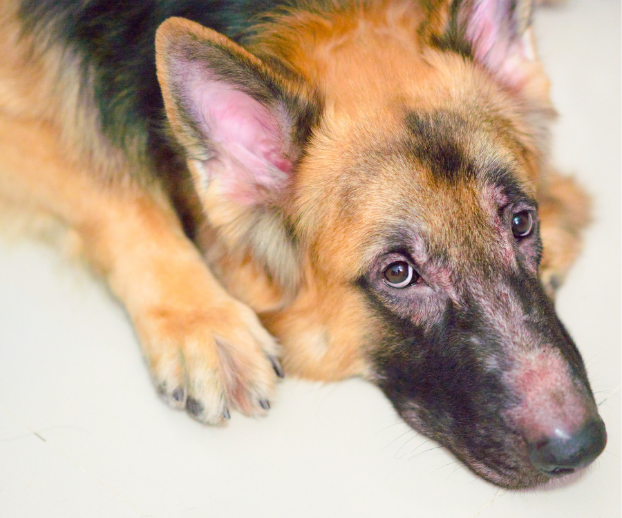 Simply Sage Dog Treats, LLC - Wholesale Pet Deodorizing Spray - Soothing Paw Soak for Dry, Itchy, & Irritated Skin and Paws8