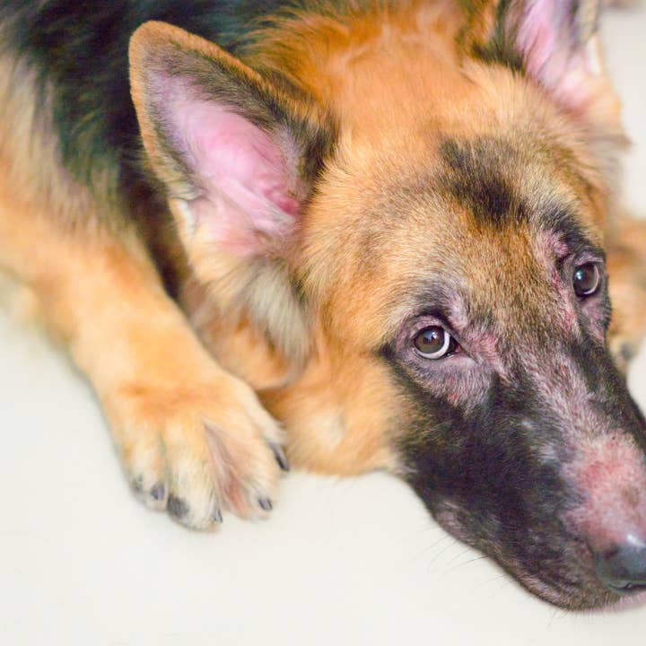 Simply Sage Dog Treats, LLC - Wholesale Pet Shampoo - Dog - White Label Pet Bath Infusion, Unscented Paw and Body Soak5