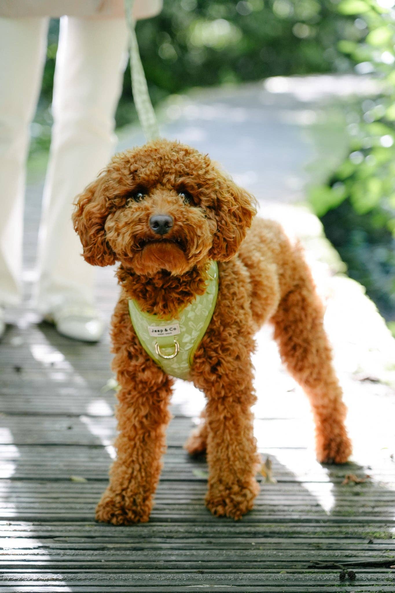 Jaap & Co - Woof Wear - Wholesale Pet Harness - Dog - Botanical Glow - Dog Harness4