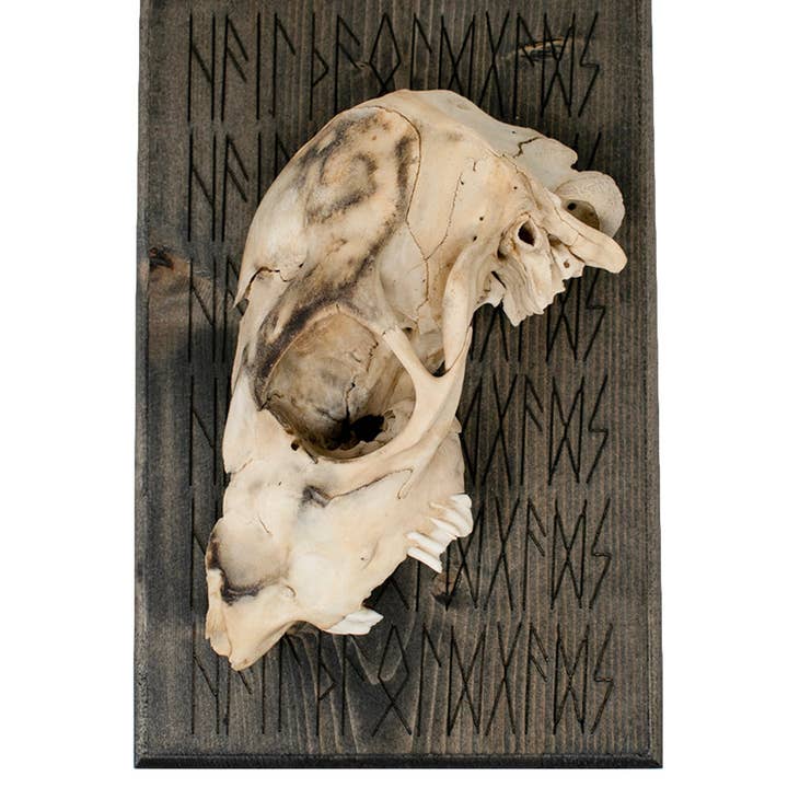 SALUONS LES ANCIENS DIEUX porte-crâne de cerf pour la vente par Oreamnos Oddities