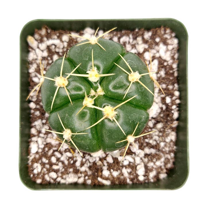 Gymnocalycium Horstii Ssp. Buenekeri Cactus in 3in Pot for wholesale by Best Plant Friend