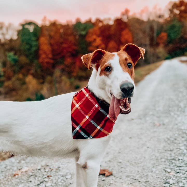 BibbyBubby - Wholesale Pet Bandana - Dog - Ketchup & Mustard Dog Bandana, Summer BBQ (Limited Run)6