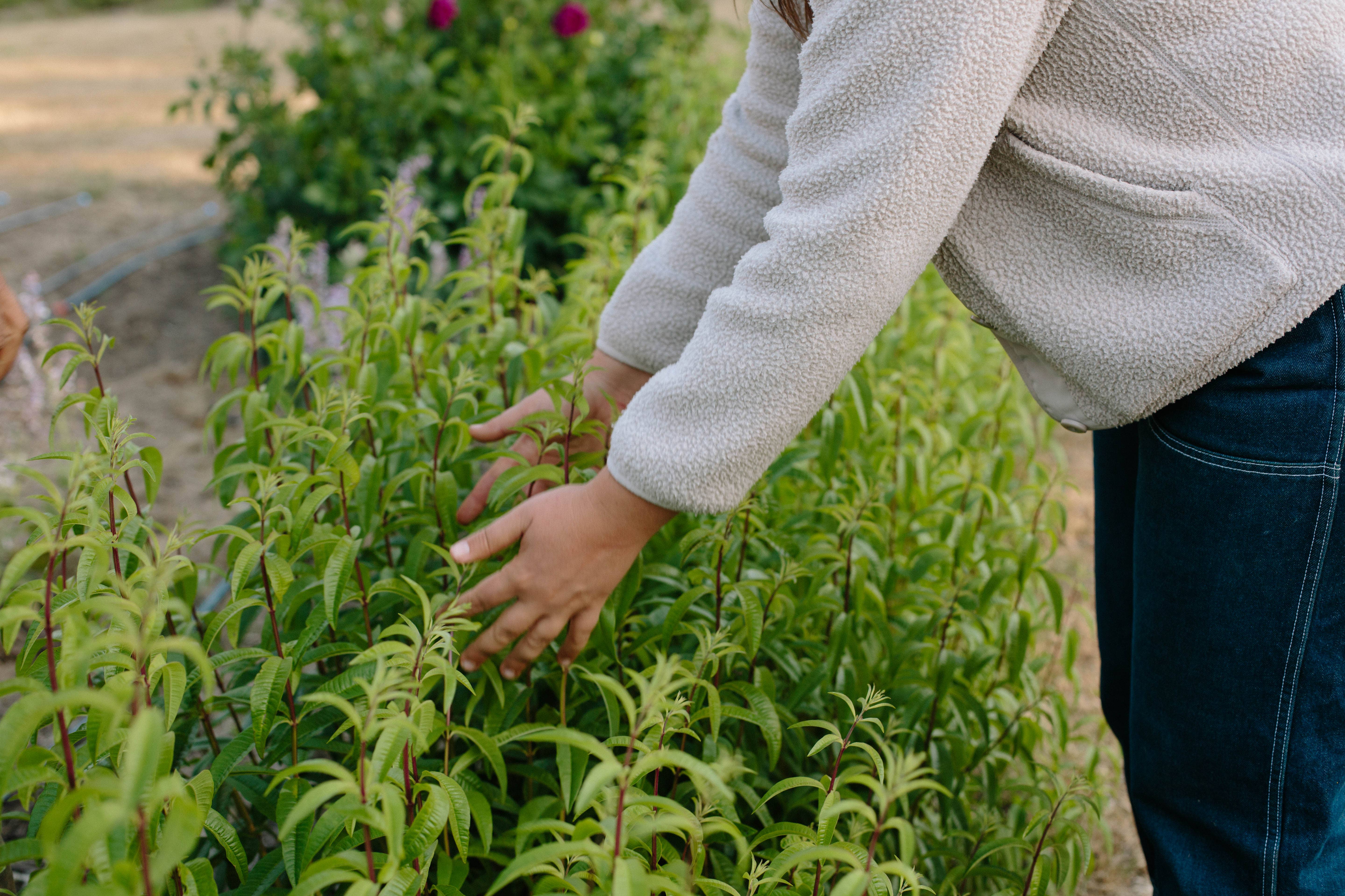 Root Rise Farm & Apothecary - Wholesale Face & Body Mist/Water - Ascend Hydrosol1