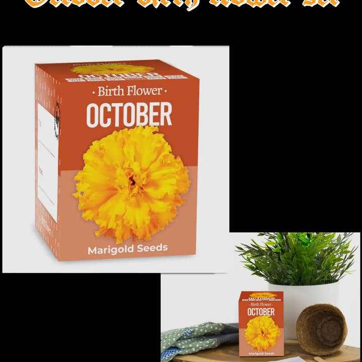October birth flower grow set for wholesale by Hexbomb ltd