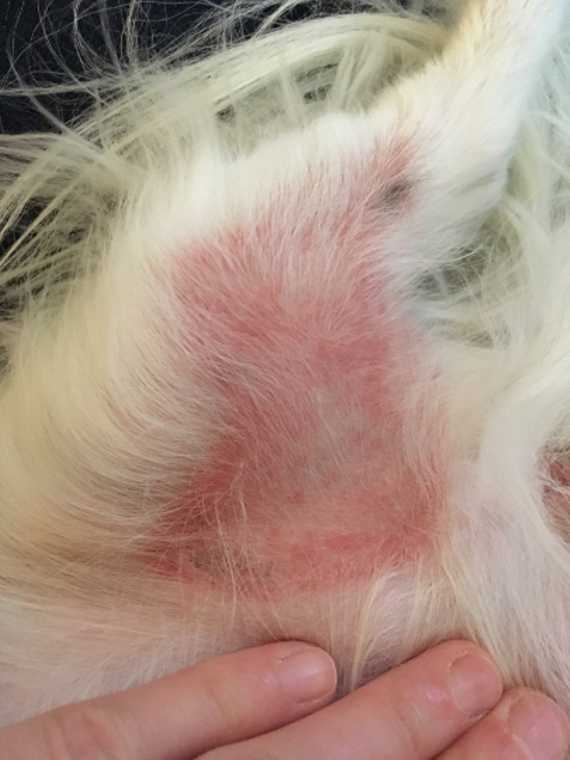 Simply Sage Dog Treats, LLC - Wholesale Pet Balm - Dog - White Label Pet Healing Skin and Nose Balm, Private Label4