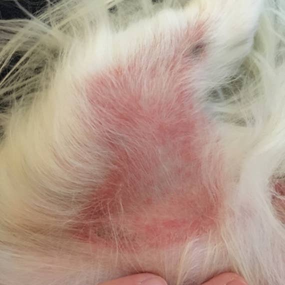 Simply Sage Dog Treats, LLC - Wholesale Pet Balm - Dog - White Label Pet Healing Skin and Nose Balm, Private Label4