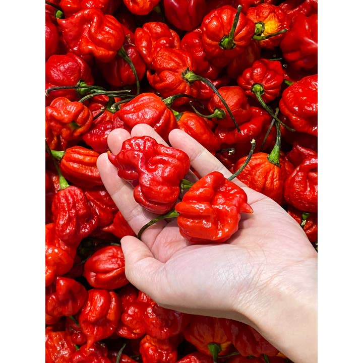 Weymouth 51 Hot Sauces - Wholesale Hot Sauce - Scorpion on the Beach Fermented Super Hot Chilli Sauce 220ml4